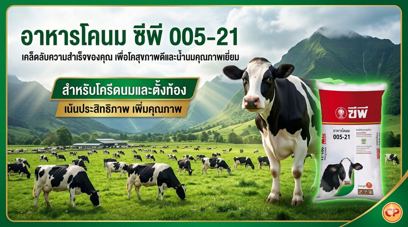 อาหาร โคนม ซีพี 005-21