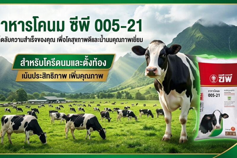 อาหาร โคนม ซีพี 005-21