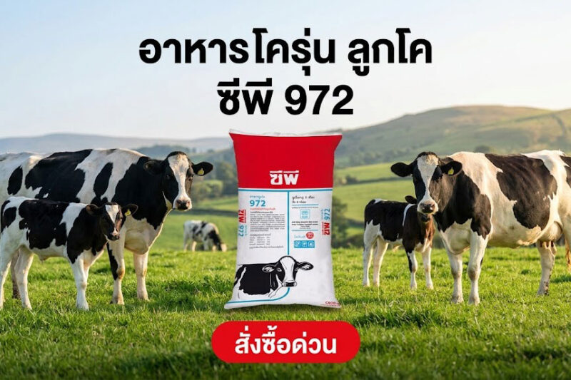 อาหาร โครุ่น ลูกโค ซีพี 972